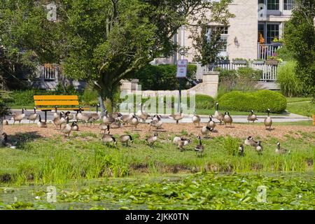 Un gregge di oche canadesi in un parco sulla riva di un lago Foto Stock