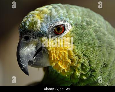 Un primo piano del pappagallo di amazzonia con alette arancioni sullo sfondo sfocato Foto Stock