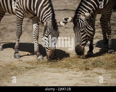 Due zebre pascolano nel campo nel loro habitat naturale in una giornata di sole Foto Stock