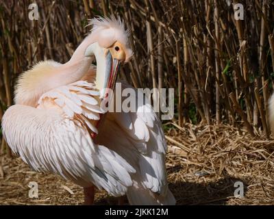 Un primo piano di un uccello pelicano rosa in piedi su una riva Foto Stock