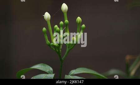 Una foto selettiva di germogli di fiori di gelsomino bianco nel giardino Foto Stock