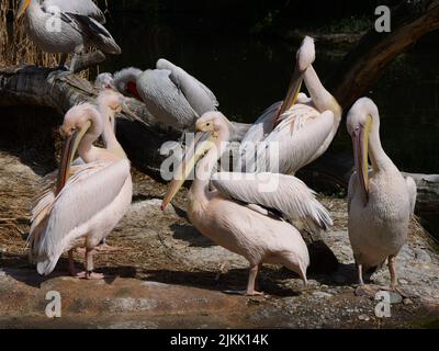 Una cialda di pellicani in piedi su una riva Foto Stock