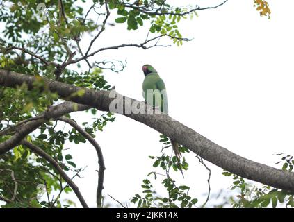 Un bel pappagallo verde arroccato su un ramo d'albero Foto Stock