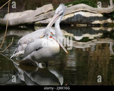 Un primo piano di due pellicani in piedi sull'acqua Foto Stock