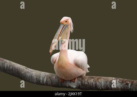 Un primo piano di un pellicano arroccato su un ramo di albero su uno sfondo sfocato Foto Stock