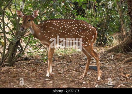 Un selettivo di un cervo sika femmina (Cervus nippon) Foto Stock