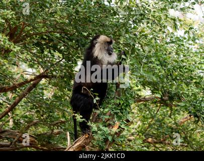 Un selettivo di un macaco dalla coda di leone (Macaca silenus) su un albero Foto Stock