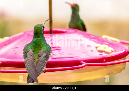 Un colpo selettivo di fuoco di un colibrì brillante verde-incoronato bere nettare dal bird feeder nel giardino con sfondo sfocato Foto Stock