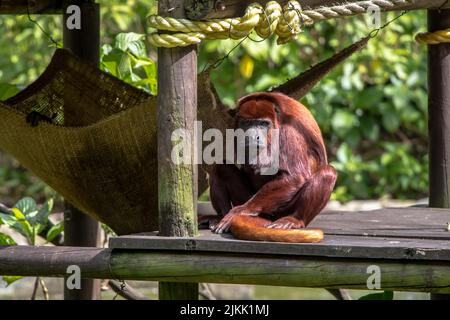 Una bella foto di una scimmia colombiana rossa urlatrice seduta su una tavola di legno nel suo recinto presso lo zoo alla luce del sole Foto Stock