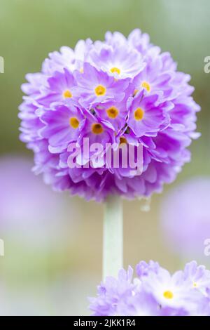 Un primo piano verticale del fiore della primula del drumstick su uno sfondo sfocato Foto Stock