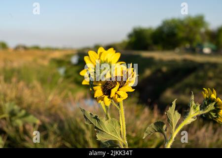 Un fuoco poco profondo di un girasole comune sul terreno con un campo verde sfocato e un cielo blu Foto Stock