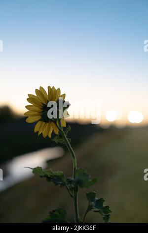 Un fuoco poco profondo di un girasole comune sul terreno con un campo verde sfocato e un cielo blu Foto Stock