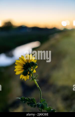 Un fuoco poco profondo di un girasole comune sul terreno con cielo blu sfocato Foto Stock