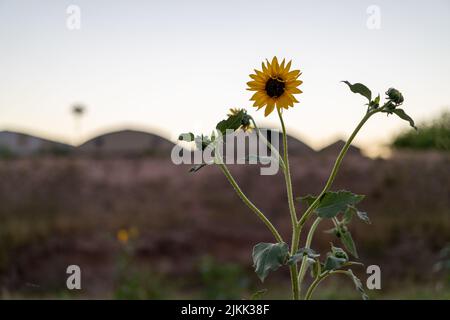 Un fuoco poco profondo di un girasole comune sul terreno con cielo blu sfocato Foto Stock