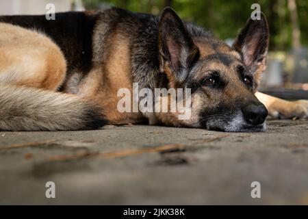 Un primo piano di un vecchio cane pastore tedesco che si posa sul terreno con alberi verdi sfocati Foto Stock