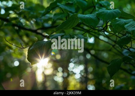 Una bella vista della luce solare sulle foglie verdi nella foresta con sfondo sfocato Foto Stock