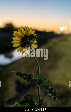 Un fuoco poco profondo di un fiore comune girasole con cielo offuscato tramonto Foto Stock