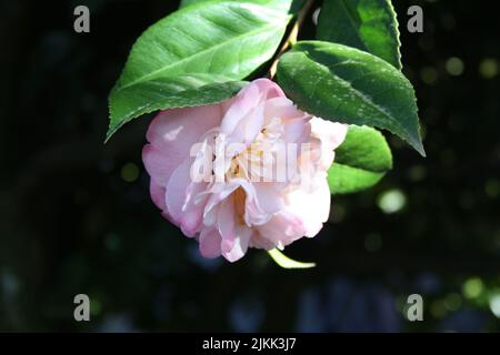 Un primo piano poco profondo di un fiore di camelia rosa Foto Stock