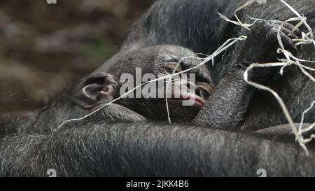 Il cucciolo di scimpanzé bonobo (pan paniscus) Foto Stock