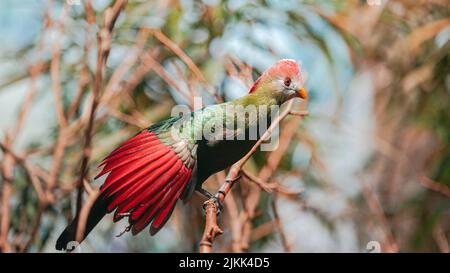 Il turaco rosso-crested è un uccello verde raro con una testa rossa. Uccello tropicale Foto Stock