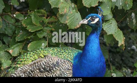Un bel pavone allo zoo di Francoforte, in Germania Foto Stock