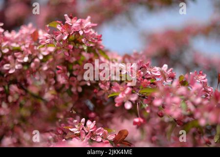 Un primo piano di fiori di fiori di mela che crescono in uno sfondo sfocato. Foto Stock