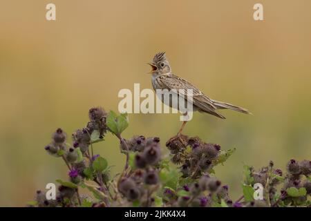 Skylark-Alauda arvensis perches on Burdock-Arctium in full song. Foto Stock