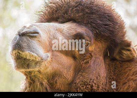 Primo piano di una testa di cammello bactriana Foto Stock