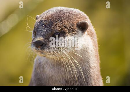 Un primo piano di una lontra asiatica piccola-clawed sotto la luce del sole isolato su uno sfondo sfocato Foto Stock