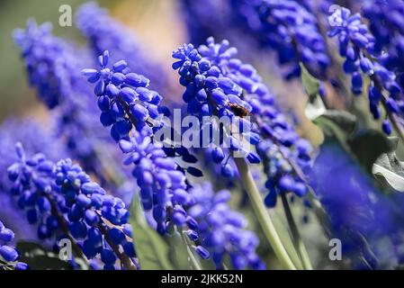 Un concentrato selettivo di fiori di uva Hyacinto nel giardino Foto Stock