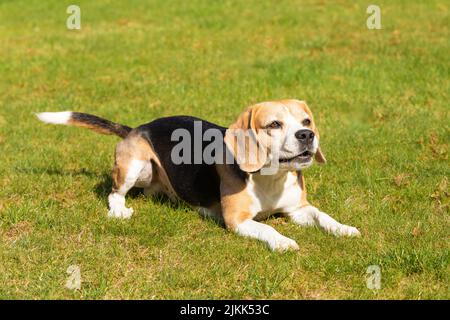 Beagle cane giocare in giardino Foto Stock