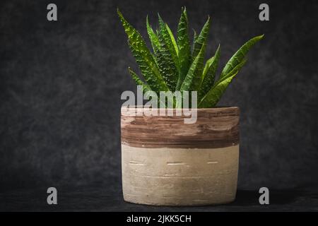 Un primo piano dell'aloe di merletto nel vaso isolato sullo sfondo grigio scuro. Foto Stock