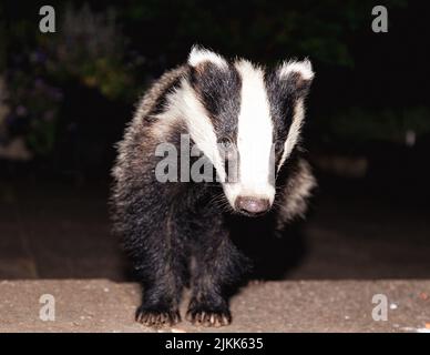 Il badger del cucciolo del bambino si avvicina allattando sulle arachidi sul gradino della porta Foto Stock