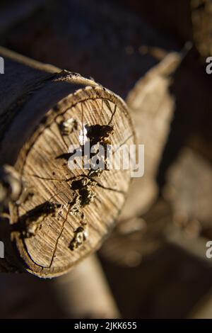 Un primo piano di un tronco di legno tagliato Foto Stock