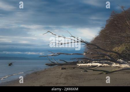Vista sull'albero caduto sulla spiaggia sabbiosa dell'isola di Whidbey Foto Stock