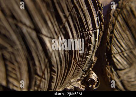 Un primo piano di un tronco di legno tagliato Foto Stock