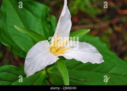 Un primo piano di un bellissimo trillio bianco in un giardino Foto Stock