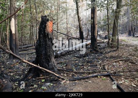 Schmilka, Germania. 02nd ago 2022. Danni da incendio nella zona centrale del Parco Nazionale della Svizzera sassone presso il Großer Winterberg, nella zona di confine tra Germania e Repubblica Ceca. Credit: Sebastian Kahnert/dpa/Alamy Live News Foto Stock