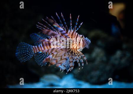Un primo piano di una colorata Zebra Lionfish nuotare vicino coralli Foto Stock