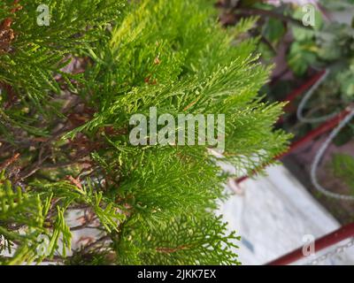 Un primo piano di foglie di ginepro che crescono in giardino Foto Stock