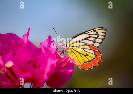 Un primo piano di una farfalla dipinta Jezebel bere nettare da un fiore rosa bougainvillea in un giardino Foto Stock