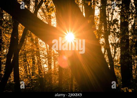 I raggi luminosi del sole del tramonto provenienti da tra gli spessi rami di alberi nella foresta Foto Stock