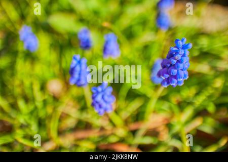 Un colpo selettivo di giacinti d'uva (Muscari) che crescono nel giardino con fiori blu Foto Stock