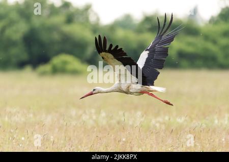 Una cicogna vola da sola sopra la diga con alberi sfocati sullo sfondo Foto Stock