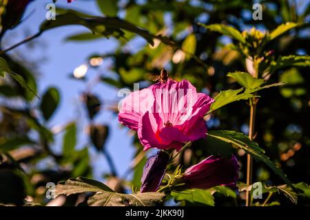 Un primo piano di un fiore di ibisco rosa che fiorisce in un giardino su uno sfondo sfocato Foto Stock