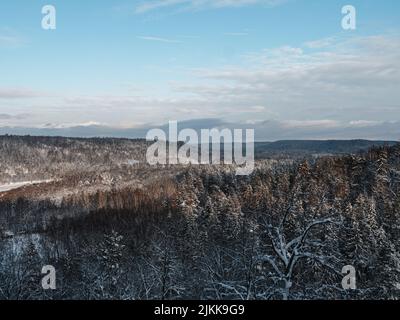 Una bella vista di alcuni alberi frondosi e rami coperti di neve. Foto Stock