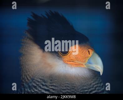 Un bel ritratto di una caracara a sud crestata al sole illuminato su uno sfondo blu sfocato Foto Stock