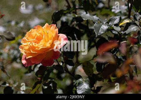 Un primo piano di una bella rosa arancione in un giardino Foto Stock