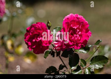 Una bella rosa rossa in un giardino Foto Stock