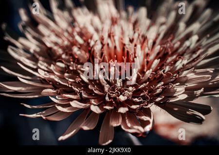Un macro fuoco di un fiore di crisantemo in luce solare brillante con sfondo sfocato Foto Stock